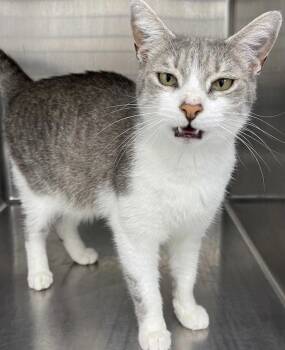 Dutchess -  Domestic Short Hair Cat Available for Adoption in Hartsville, South Carolina - Dutchess | PetCurious