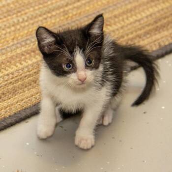 Cygnus -  Domestic Short Hair Cat for Adoption in Wichita, Kansas - Cygnus | PetCurious