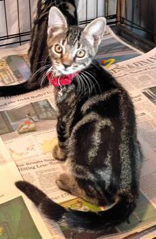 ABBY -  Domestic Short Hair Cat for Adoption in Olympia, Washington - ABBY | PetCurious
