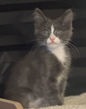 Rescue Domestic Short Hair Cats for Adoption in Seal Beach, California - Tater | PetCurious