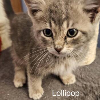 Domestic Short Hair Cats Available for Adoption in Spring Hill, Kansas - Lollipop | PetCurious