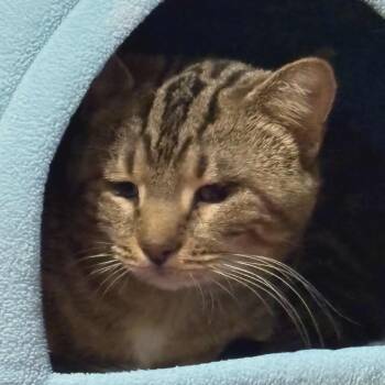 Rescue Domestic Short Hair Cats for Adoption in Ballston Spa, New York - Clyde | PetCurious