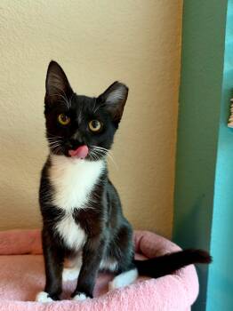 Ollie -  Tuxedo Cat for Adoption in Fresno, California - Ollie | PetCurious