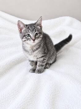 Dream Joy -  Tabby and Domestic Short Hair Cat for Adoption in Homer Glen, Illinois - Dream Joy | PetCurious