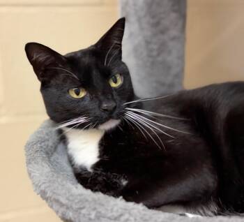 Norah -  Domestic Short Hair Cat for Adoption in Columbia, Illinois - Norah | PetCurious