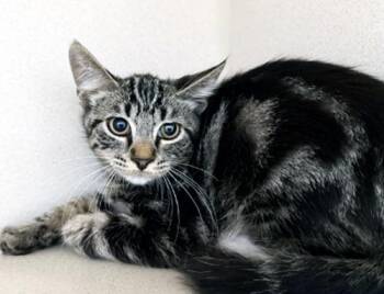 SULLY WULLY -  Tabby Cat for Adoption in San Clemente, California - SULLY WULLY | PetCurious