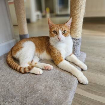 Rescue Domestic Short Hair Cats for Adoption in Woodbridge Township, New Jersey - Bird | PetCurious