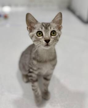 Oregano -  Domestic Short Hair Cat for Adoption in Nashville, Tennessee - Oregano | PetCurious