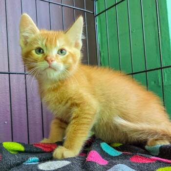 Gatekeep -  Domestic Short Hair Cat for Adoption in San Diego, California - Gatekeep | PetCurious