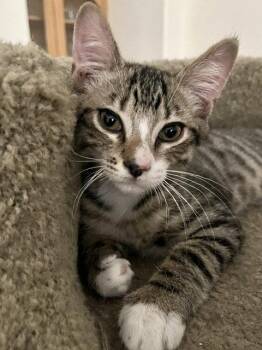 Loki -  Domestic Short Hair Cat for Adoption in Antioch, California - Loki | PetCurious