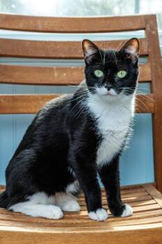 Mitsu -  Domestic Short Hair Cat for Adoption in Chester Springs, Pennsylvania - Mitsu | PetCurious