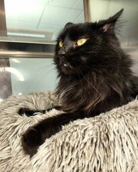 Domestic Long Hair Cats Available for Adoption - Jasper 45719 | PetCurious