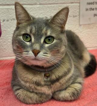 Mystique -  Domestic Short Hair Cat for Adoption in Muskegon, Michigan - Mystique | PetCurious