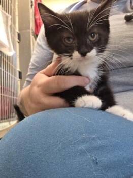 Mushroom -  Domestic Short Hair Cat for Adoption in Westland, Michigan - Mushroom | PetCurious