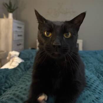 Joe -  Domestic Short Hair Cat for Adoption in Green Bay, Wisconsin - Joe | PetCurious