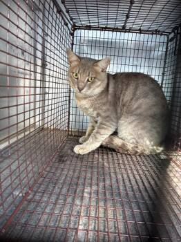 Cool Blue -  Domestic Short Hair Cat Available for Adoption in New Braunfels, Texas - Cool Blue | PetCurious