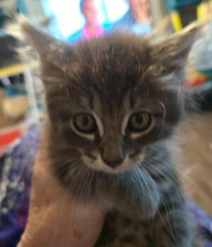 Surf -  Siamese Cat for Adoption in New Braunfels, Texas - Surf | PetCurious