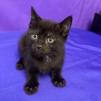 Miley -  Domestic Short Hair Cat for Adoption in North Myrtle Beach, South Carolina - Miley | PetCurious