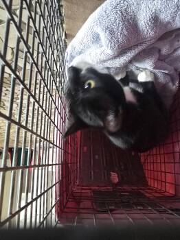 Domestic Short Hair Cats Available for Adoption - LUIE | PetCurious