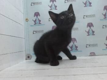 A606186 -  Domestic Short Hair Cat for Adoption in Orlando, Florida - A606186 | PetCurious