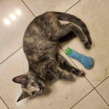 Faustina -  Domestic Short Hair Cat for Adoption in Plainfield, Illinois - Faustina | PetCurious
