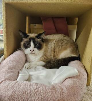 Snowshoe Cats Available for Adoption in Port Barrington, Illinois - Mardi Gras | PetCurious