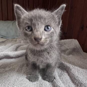Harvey Korman -  Domestic Short Hair and Russian Blue Cat for Adoption in Hackett, Arkansas - Harvey Korman | PetCurious