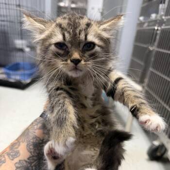 Dominga -  Domestic Long Hair Cat for Adoption in Falls Church, Virginia - Dominga | PetCurious
