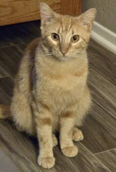 Rescue Domestic Short Hair Cats for Adoption in Fort Worth, Texas - Swirly | PetCurious