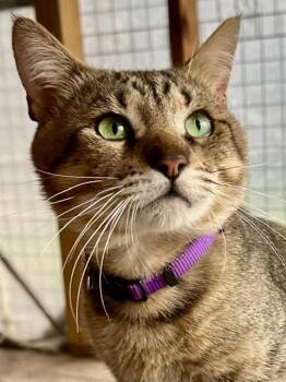 Gadget -  Tabby Cat for Adoption in Homestead, Florida - Gadget | PetCurious