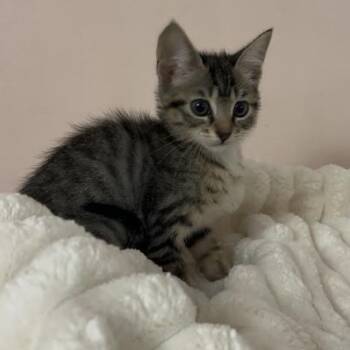 Suki -  Tabby Cat for Adoption in Coral Gables, Florida - Suki | PetCurious