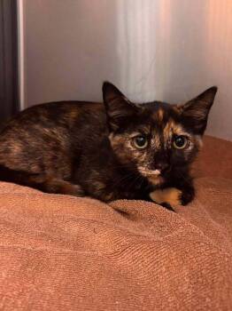 Peppercorn -  Domestic Short Hair Cat for Adoption in Statesboro, Georgia - Peppercorn | PetCurious