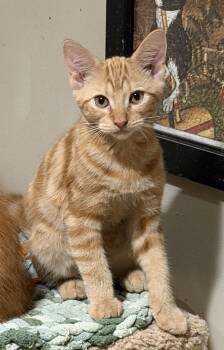Oslo -  Domestic Short Hair Cat for Adoption in East Hanover, New Jersey - Oslo | PetCurious