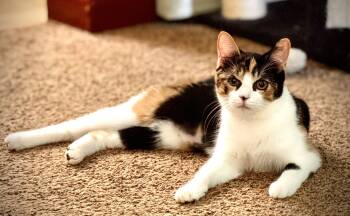 Rescue Domestic Short Hair Cats for Adoption in Dayton, Ohio - Stacy | PetCurious