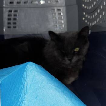 Ohio -  Domestic Medium Hair Cat for Adoption in Salt Lake City, Utah - Ohio | PetCurious