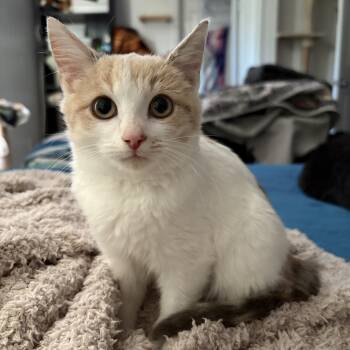 Rescue Domestic Medium Hair and Dilute Calico Cats for Adoption in Toano, Virginia - Taylor | PetCurious