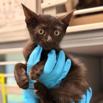 SS Loma -  Domestic Short Hair Cat for Adoption in San Antonio, Texas - SS Loma | PetCurious