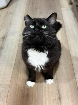 Domino Branch -  Maine Coon and Domestic Long Hair Cat for Adoption in Mount Laurel Township, New Jersey - Domino Branch | PetCurious