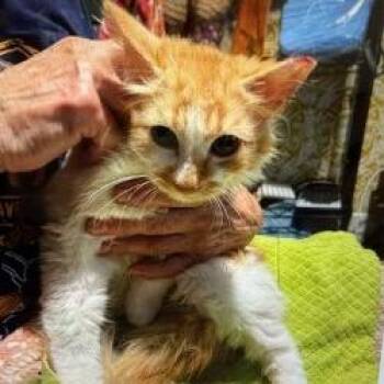 Domestic Short Hair Cats Available for Adoption in Boston, Massachusetts - Fluff | PetCurious