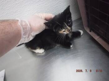 VISERRA -  Domestic Short Hair Cat for Adoption in Oroville, California - VISERRA | PetCurious