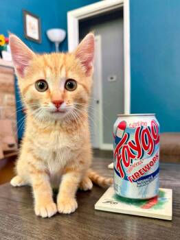 Faygo -  Domestic Short Hair Cat for Adoption in East Lansing, Michigan - Faygo | PetCurious
