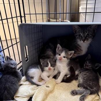 Boo Willis-RW -  Domestic Short Hair Cat for Adoption in Tallahassee, Florida - Boo Willis-RW | PetCurious
