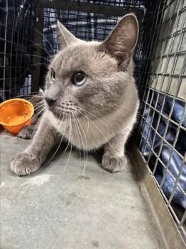 Rescue Siamese Cats for Adoption in Casper, Wyoming - LOUIS | PetCurious