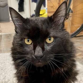 Gentleman Caller -  Domestic Long Hair Cat for Adoption in Abbotsford, British Columbia - Gentleman Caller | PetCurious
