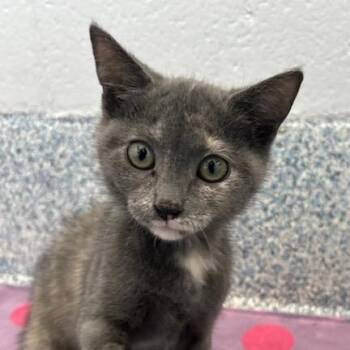 Dusty -  Domestic Short Hair Cat for Adoption in Stafford, Virginia - Dusty | PetCurious