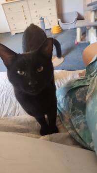 Rescue Domestic Short Hair Cats for Adoption in Cleveland, Ohio - Jax | PetCurious