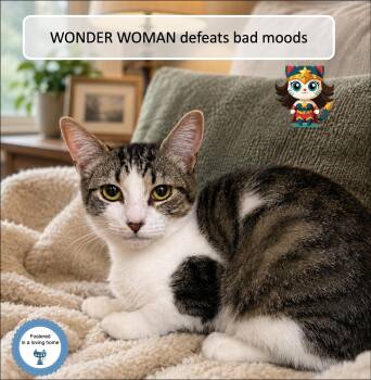 Wonder Woman -  Domestic Short Hair Cat for Adoption in Cincinnati, Ohio - Wonder Woman | PetCurious