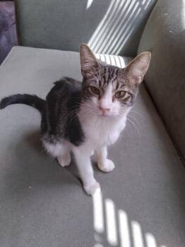Bandit -  Domestic Short Hair Cat for Adoption in Oceanside, California - Bandit | PetCurious