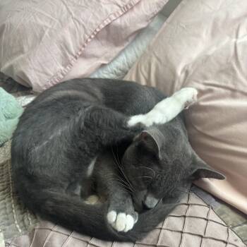 Chicken Pot Pie -  Domestic Short Hair Cat for Adoption in Davis, California - Chicken Pot Pie | PetCurious
