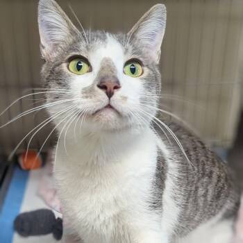 Rescue Domestic Short Hair Cats for Adoption in West Jefferson, Ohio - Pickles | PetCurious